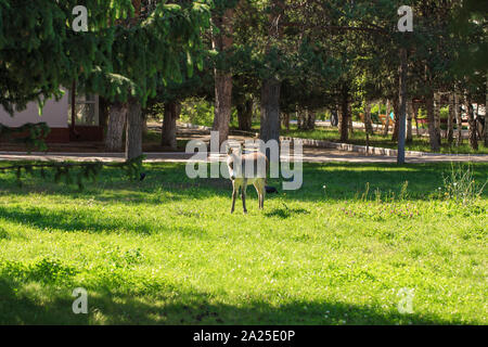 Kleine Esel in einer Wiese mit grünem Gras. Land Landschaft. Tag Sommer. Stockfoto