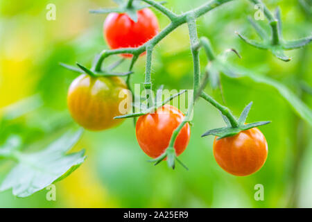 Frische reife rote und die noch nicht reife Tomaten hängen an den Weinstock und eine Tomatenpflanze im Garten Stockfoto