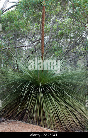 Kangaroo Island, Australien, Xanthorrhoea australis oder eine australische Eingeborene grasstree Stockfoto