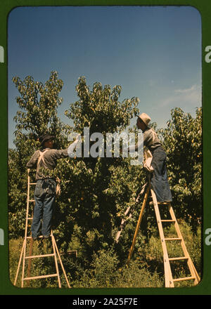 Kommissionierer in einem Pfirsich-Obstgarten, Delta County, Colorado Stockfoto