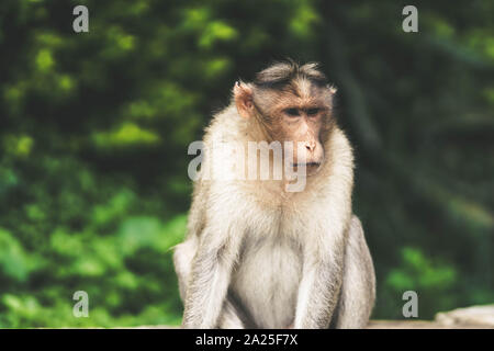 Affe im Wald sitzen Stockfoto