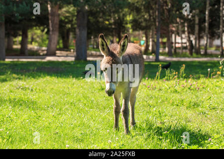 Kleine Esel in einer Wiese mit grünem Gras. Land Landschaft. Tag Sommer. Stockfoto