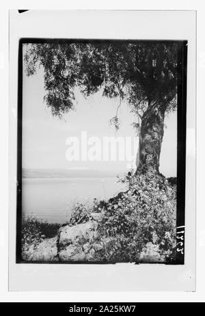 Einen malerischen Blick auf den Mt. Hermon und den See. See Genezareth mit Szene von großer Baum gerahmt Stockfoto