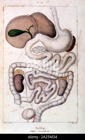 Anatomische Illustrationen von F.E. Guérin. Von Wörterbuch pittoresque d'histoire naturelle et des phénomènes de la Nature - 1833/1834 Stockfoto