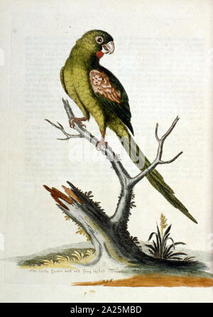 Aquarell Bild aus einem Buch von seltenen Vögeln durch G Edwards 1750. George Edwards (1694-1773) war ein britischer Naturforscher und Ornithologen. Er unternahm ausgedehnte Reisen durch Europa, Studium der Naturgeschichte und Vögel im Besonderen. Er gewann etwas Anerkennung für seine farbigen Zeichnungen, und veröffentlichte seine erste Arbeit, die im Jahre 1743 - der erste Band einer natürlichen Geschichte der gelegentlich Vögel. Stockfoto