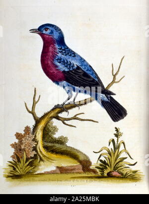 Aquarell Bild aus einem Buch von seltenen Vögeln durch G Edwards 1750. George Edwards (1694-1773) war ein britischer Naturforscher und Ornithologen. Er unternahm ausgedehnte Reisen durch Europa, Studium der Naturgeschichte und Vögel im Besonderen. Er gewann etwas Anerkennung für seine farbigen Zeichnungen, und veröffentlichte seine erste Arbeit, die im Jahre 1743 - der erste Band einer natürlichen Geschichte der gelegentlich Vögel. Stockfoto