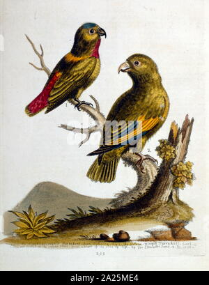 Aquarell Bild aus einem Buch von seltenen Vögeln durch G Edwards 1750. George Edwards (1694-1773) war ein britischer Naturforscher und Ornithologen. Er unternahm ausgedehnte Reisen durch Europa, Studium der Naturgeschichte und Vögel im Besonderen. Er gewann etwas Anerkennung für seine farbigen Zeichnungen, und veröffentlichte seine erste Arbeit, die im Jahre 1743 - der erste Band einer natürlichen Geschichte der gelegentlich Vögel. Stockfoto