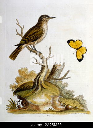 Aquarell Bild aus einem Buch von seltenen Vögeln durch G Edwards 1750. George Edwards (1694-1773) war ein britischer Naturforscher und Ornithologen. Er unternahm ausgedehnte Reisen durch Europa, Studium der Naturgeschichte und Vögel im Besonderen. Er gewann etwas Anerkennung für seine farbigen Zeichnungen, und veröffentlichte seine erste Arbeit, die im Jahre 1743 - der erste Band einer natürlichen Geschichte der gelegentlich Vögel. Stockfoto