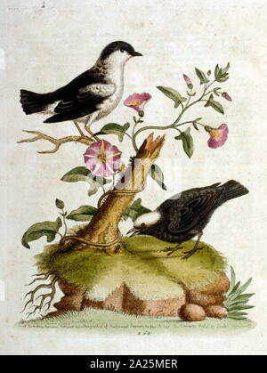 Aquarell Bild aus einem Buch von seltenen Vögeln durch G Edwards 1750. George Edwards (1694-1773) war ein britischer Naturforscher und Ornithologen. Er unternahm ausgedehnte Reisen durch Europa, Studium der Naturgeschichte und Vögel im Besonderen. Er gewann etwas Anerkennung für seine farbigen Zeichnungen, und veröffentlichte seine erste Arbeit, die im Jahre 1743 - der erste Band einer natürlichen Geschichte der gelegentlich Vögel. Stockfoto