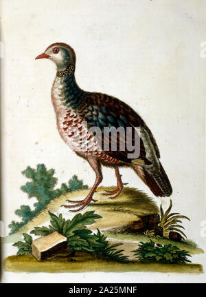 Aquarell Bild aus einem Buch von seltenen Vögeln durch G Edwards 1750. George Edwards (1694-1773) war ein britischer Naturforscher und Ornithologen. Er unternahm ausgedehnte Reisen durch Europa, Studium der Naturgeschichte und Vögel im Besonderen. Er gewann etwas Anerkennung für seine farbigen Zeichnungen, und veröffentlichte seine erste Arbeit, die im Jahre 1743 - der erste Band einer natürlichen Geschichte der gelegentlich Vögel. Stockfoto