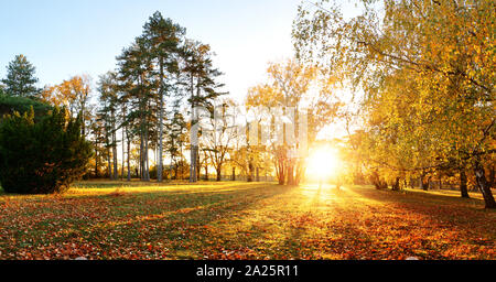 Herbst Wald Panorama Park Stockfoto