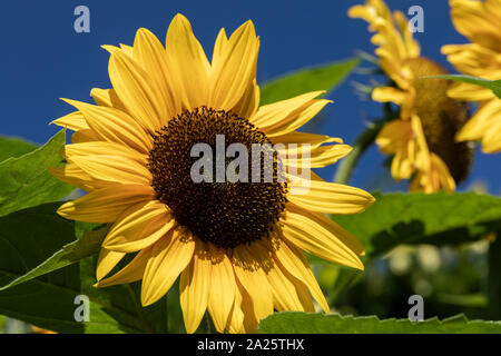 Nahaufnahme eines hellgelben Sonnenblumenkopfes vor einem blauen Himmel und weiteren verschwommenen Sonnenblumen, England, Großbritannien Stockfoto