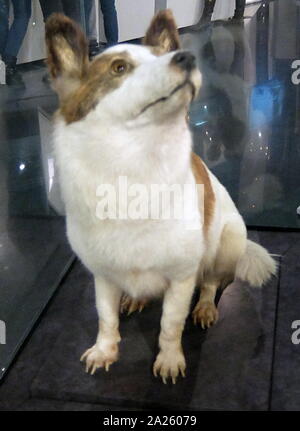 Der Hund Strelka, verbrachte einen Tag im Raum, On-board-Korabl-Sputnik 2 (Sputnik 5), am 19. August 1960 vor der sicheren Rückkehr zur Erde. Stockfoto