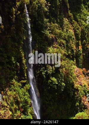 Wasserfall in der Mitte der Lorbeerwälder auf Madeira, Portugal Stockfoto