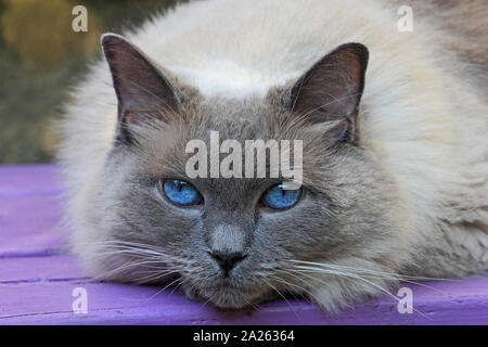 Rag Doll cat Stockfoto