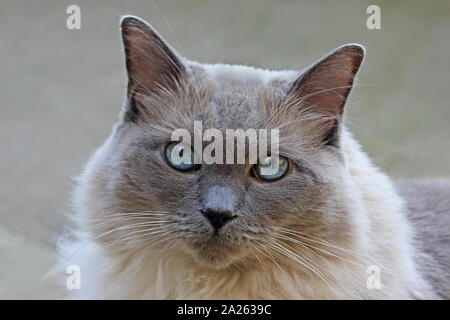 Rag Doll cat Stockfoto