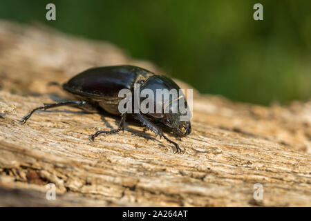 Hirschkäfer Lucanus cervus; Ungarn; Stockfoto