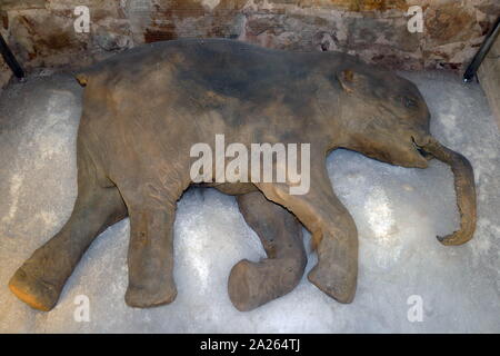 Fell eines erhaltenen Mammut (Barcelona) Spanien. Stockfoto