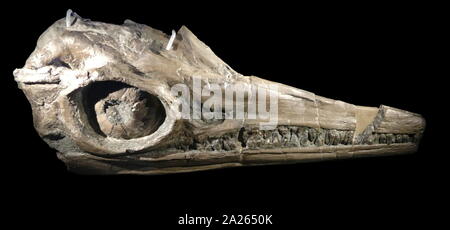 Ophthalmosaurus, eine ichthyosaur des mittleren Jura (165-160 Millionen Jahren), für seine sehr große Augen genannt. Es war eine würdevolle 6 m (19.5 ft) langen Dolphin-geformten Körper, und seine fast Zahnloser Kiefer war gut für den Fang von squid angepasst. Wichtige fossile Funde von dieser Gattung wurden in Europa und Nordamerika. Stockfoto