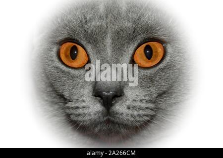 Gelbe Augen eines Kartäuser-Cat, close-up mit hellen Rand Stockfoto