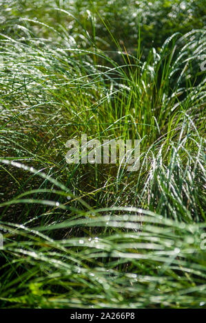 Szenische morgen Hintergrund der langen Klingen der Dünne grüne Gras, beladen mit Tautropfen glänzen in der Sonne Stockfoto