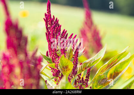 Amaranth ist als Blatt Gemüse, Getreide und Zierpflanzen in Südamerika angebaut. Amaranth Samen sind reich an Proteinen und Aminosäuren Stockfoto