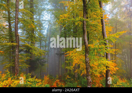 Die herbstlichen Buchenwald Hintergrund. nasses Laub im Herbst Farben. geheimnisvolle Wetterlage an einem nebligen Morgen. schöne Natur Landschaft Stockfoto