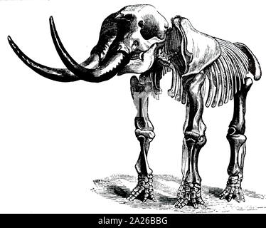 Ein kupferstich mit der Darstellung der restaurierten Skelett einer Mastodon. Die mastodone sind alle Arten von Ausgestorbenen proboscideans in der Gattung Mammut, entfernt verwandte zu Elefanten, dass Nord- und Mittelamerika während der späten Miozän und Pliozän Periode bewohnt. Vom 19. Jahrhundert Stockfoto
