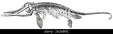 Eine Gravur, die das Skelett eines Ichthyosaurus. Vom 19. Jahrhundert Stockfoto