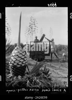 Plantagen in Kenia Kolonie. Nahaufnahme eines Sisal Anlage nach dem Schneiden Stockfoto