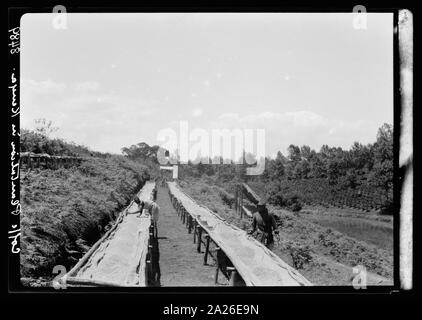 Plantagen in Kenia Kolonie. Trocknen die Fächer auf einer Kaffeeplantage. Nahaufnahme Stockfoto
