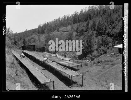 Plantagen in Kenia Kolonie. Trocknen die Fächer auf einer Kaffeeplantage. Nahaufnahme Stockfoto