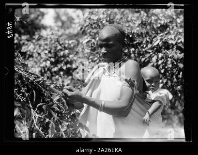 Plantagen in Kenia Kolonie. Native Frau Kommissionierung Kaffee mit Baby auf dem Rücken. Nahaufnahme Stockfoto