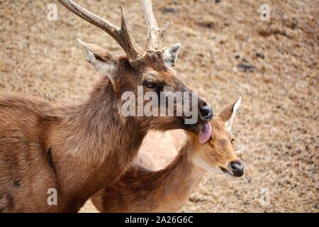 Ein Reh leckt seine fawn Stockfoto