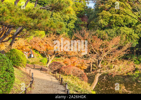Tokyo Metropolitan Park KyuFurukawa der japanischen Garten Weg mit Blick auf die von Ahorn und Pinien im Herbst. Stockfoto