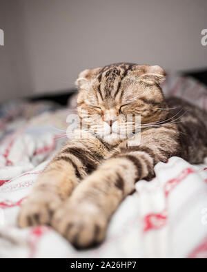 Schottische Katze schlafen süsse Zeit paw in Bett gedehnt. Close-up Stockfoto
