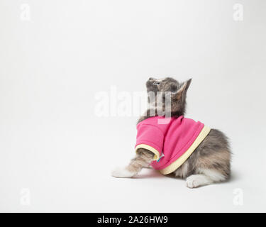 Süße verspielte das Kätzchen in Scharlach Shirt auf weißem Hintergrund Stockfoto