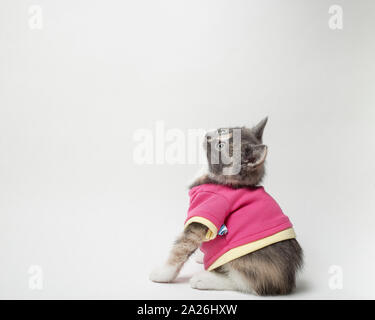 Süße verspielte das Kätzchen in Scharlach Shirt auf weißem Hintergrund Stockfoto