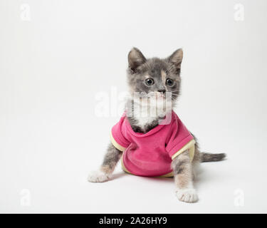 Süße verspielte das Kätzchen in Scharlach Shirt auf weißem Hintergrund Stockfoto
