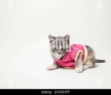 Süße verspielte das Kätzchen in Scharlach Shirt auf weißem Hintergrund Stockfoto