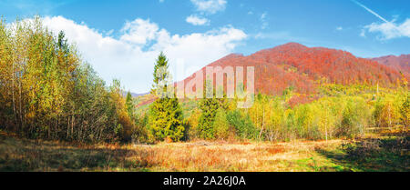 Fichte, Birke Wald auf der Wiese in den Bergen. schöne herbstliche Panoramablick auf die Landschaft der Karpaten. Bäume in rötlichem Laub auf dem entfernten rid Stockfoto