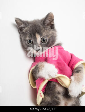 Ziemlich verspielte das Kätzchen in Scharlach Shirt auf weißem Hintergrund. Close-up Stockfoto