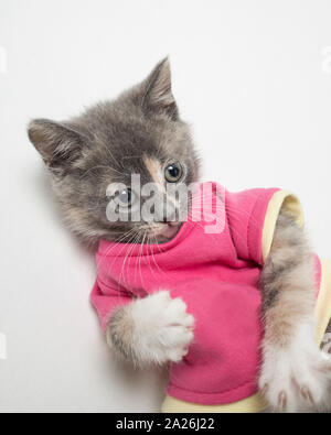 Ziemlich verspielte das Kätzchen in Scharlach Shirt auf weißem Hintergrund. Close-up Stockfoto