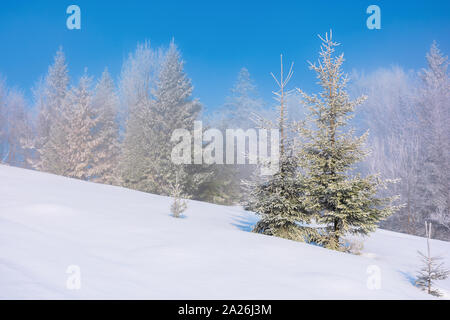 Vormittag Fairy Tail im Winter. Fichten im Raureif auf dem Schnee Wiese bedeckt. Wald in der Ferne unter einem klaren blauen Himmel. Magic Moment der Stockfoto