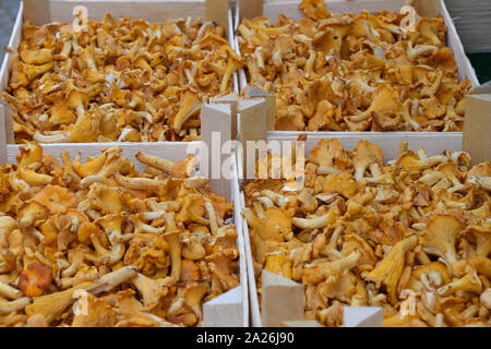 Schließen Sie gelbes essbare Pilze Pfifferlinge (Cantharellus Cibarius) in wicker Holz- Warenkorb im Einzelhandel, Display, hohe Betrachtungswinkel Stockfoto