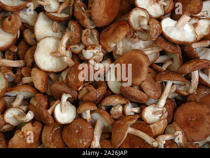 Close up essbare Pilze shiitake (lentinula Edodes) im Einzelhandel, erhöhte hohen Winkel, direkt über Stockfoto