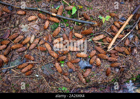 Tannenzapfen liegen auf einem Wald- oder Waldboden UK Landschaft Stockfoto