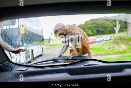 Ein Rhesusaffen Affe sitzt auf einer Motorhaube, wie es um den Longleat Safari Park Monkey Mayhem in Wiltshire Grossbritannien reisen Stockfoto