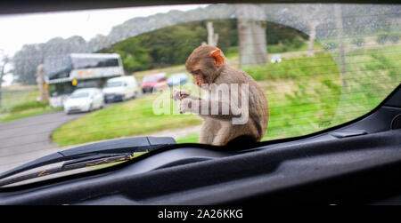 Ein Rhesusaffen Affe sitzt auf einer Motorhaube, wie es um den Longleat Safari Park Monkey Mayhem in Wiltshire Grossbritannien reisen Stockfoto