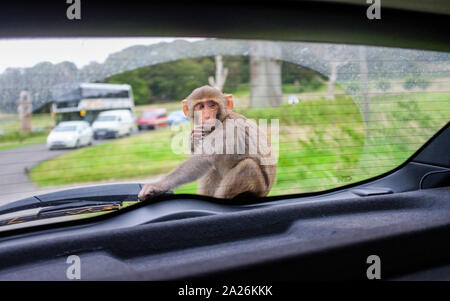 Ein Rhesusaffen Affe sitzt auf einer Motorhaube, wie es um den Longleat Safari Park Monkey Mayhem in Wiltshire Grossbritannien reisen Stockfoto